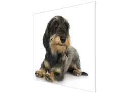 Banjado Herdabdeckplatte Glas 1 Teilig 60x52CM Schneidebrett Herdabdeckung Mit Motiv Dackel