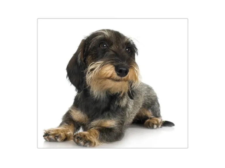 Banjado Herdabdeckplatte Glas 1 Teilig 60x52CM Schneidebrett Herdabdeckung Mit Motiv Dackel