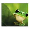Banjado Herdabdeckplatte Glas 1 Teilig 60x52CM Schneidebrett Herdabdeckung Mit Motiv Frosch
