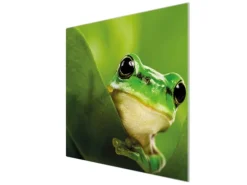 Banjado Herdabdeckplatte Glas 1 Teilig 60x52CM Schneidebrett Herdabdeckung Mit Motiv Frosch