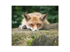 Banjado Herdabdeckplatte Glas 1 Teilig 60x52CM Schneidebrett Herdabdeckung Mit Motiv Fuchs Relax