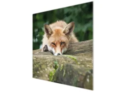 Banjado Herdabdeckplatte Glas 1 Teilig 60x52CM Schneidebrett Herdabdeckung Mit Motiv Fuchs Relax