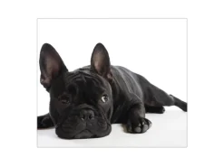 Banjado Herdabdeckplatte Glas 1 Teilig 60x52CM Schneidebrett Herdabdeckung Mit Motiv Bulldogge