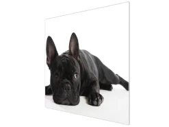 Banjado Herdabdeckplatte Glas 1 Teilig 60x52CM Schneidebrett Herdabdeckung Mit Motiv Bulldogge