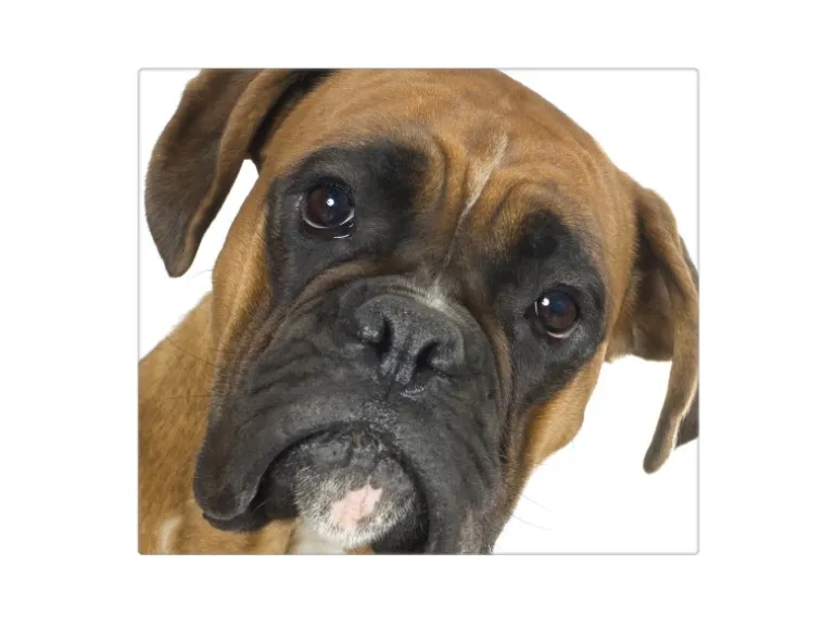 Banjado Herdabdeckplatte Glas 1 Teilig 60x52CM Schneidebrett Herdabdeckung Mit Motiv Boxer