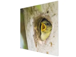 Banjado Herdabdeckplatte Glas 1 Teilig 60x52CM Schneidebrett Herdabdeckung Mit Motiv Blaumeise