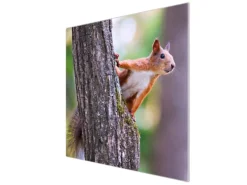 Banjado Herdabdeckplatte Glas 1 Teilig 60x52CM Schneidebrett Herdabdeckung Mit Motiv Eichhörnchen