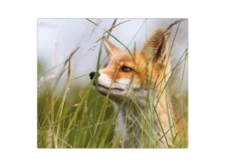 Banjado Herdabdeckplatte Glas 1 Teilig 60x52CM Schneidebrett Herdabdeckung Mit Motiv Fuchs