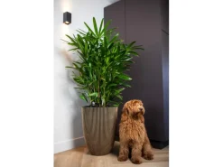 Capi Pflanzgefäß Elegant Niedrig Groove Ø 46 cm x 58 cm Schwarz