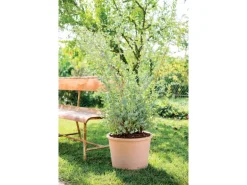 Deroma Pflanztopf Zylinder Bordato 38 cm Weiß