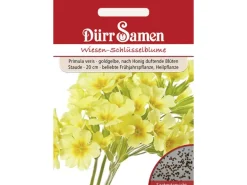 Dürr Samen Wiesen-Schlüsselblume Goldgelbe Nach Honig Duftende Blüten Mehrjährig Saatgut