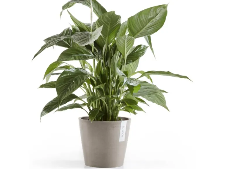 Ecopots Pflanztopf Amsterdam Braungrau 20 cm