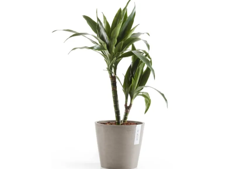 Ecopots Pflanztopf Amsterdam Braungrau 20 cm