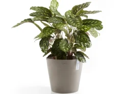 Ecopots Pflanztopf Amsterdam Braungrau 30 cm