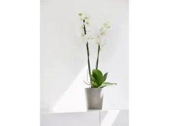 Ecopots Pflanztopf Morinda Braungrau 14,2 cm x 16 cm