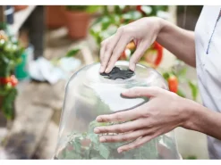 Elho Anzuchthaube Green Basics Ø 17 cm x 14 cm Transparent