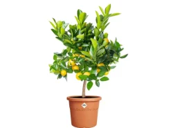 Elho Blumentopf Algarve Cilindro Ø 35 cm x 29 cm Terrakotta