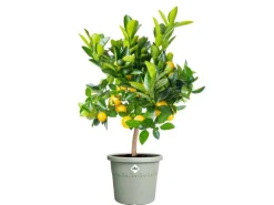 Elho Blumentopf Algarve Cilindro Ø 29 cm x 25 cm Grün