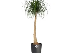 Elho Blumentopf B.For Soft Rund Ø 13,8 cm Anthrazit