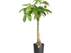 Elho Blumentopf B.For Soft Rund Ø 16 cm Anthrazit