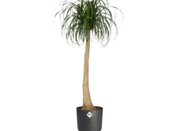 Elho Blumentopf B.For Soft Rund Ø 16 cm Anthrazit