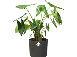 Elho Blumentopf B.For Soft Rund Ø 16 cm Anthrazit