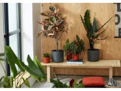 Elho Blumentopf B.For Soft Rund Ø 16 cm Anthrazit