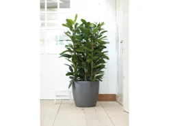 Elho Blumentopf Brussels Rund mit Rollen Ø 40 cm Anthrazit