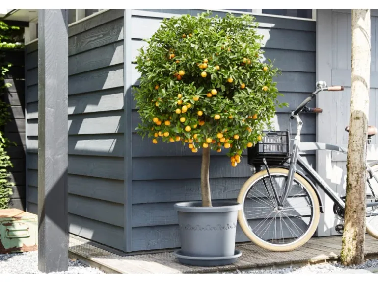 Elho Universal-Untersetzer Ø 30 cm x 5 cm Anthrazit