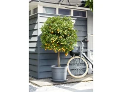 Elho Universal-Untersetzer Ø 25 cm x 4 cm Anthrazit