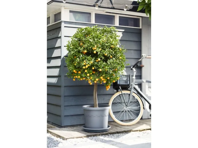 Elho Universal-Untersetzer Ø 25 cm x 4 cm Anthrazit