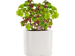 Lechuza® Pflanzgefäß Pila Color Planter 35 cm x 35 cm x 33 cm Lichtgrau