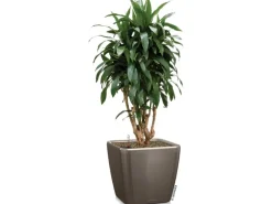 Lechuza® Pflanzgefäß Quadro Premium LS 43 cm x 43 cm x 40 cm Taupe hochglanz