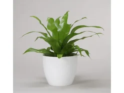 Scheurich Übertopf 920 Ø 16 cm Alaska