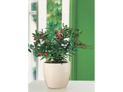 Scheurich Übertopf 920 Ø 37 cm Creme