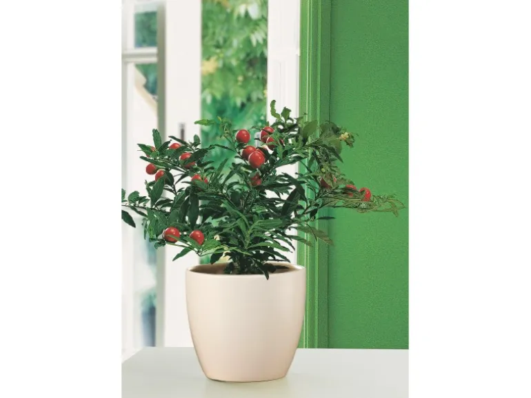 Scheurich Übertopf 920 Ø 41 cm Creme