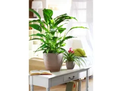 Scheurich Übertopf 920 Ø 14 cm Earth