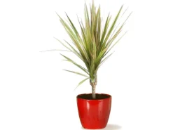 Scheurich Übertopf 920 Ø 13 cm Energy Red