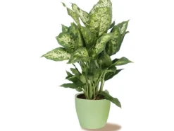 Scheurich Übertopf 920 Ø 11 cm Light Green