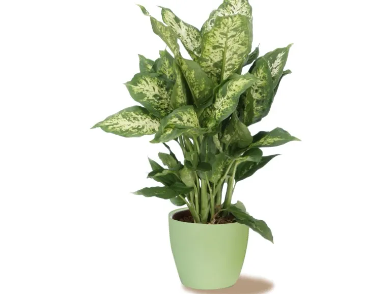 Scheurich Übertopf 920 Ø 14 cm Light Green