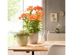 Scheurich Übertopf 866 Ø 22 cm Menta