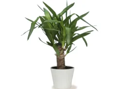 Scheurich Übertopf 808 Ø 21 cm Panna