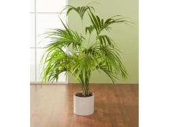 Scheurich Übertopf 828 Ø 23 cm Sesame