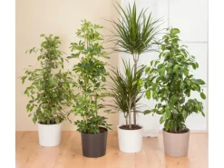 Scheurich Übertopf 883 Ø 15 cm x 13,3 cm Taupe