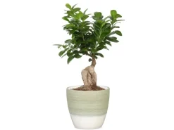 Scheurich Übertopf 950 Ø 16 cm x 15,2 cm Hellgrün