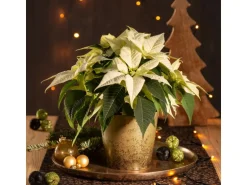 Scheurich Übertopf Antique Gold Ø 14 cm x 13,2 cm Gold