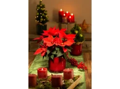 Scheurich Übertopf Keramik Ø 14,9 cm x 13,5 cm Mystic Red Volumen 1,332 l