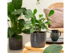 Scheurich Übertopf Solido 900 Ø 21 cm x 19,3 cm Mystic Grau