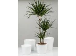 Scheurich Übertopf Sophie 949 Ø 25 cm Panna