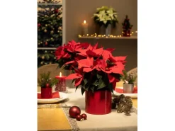 Scheurich Blumentopf Keramik Ø 14 cm x 13 cm Intense Red Volumen 1,52 l